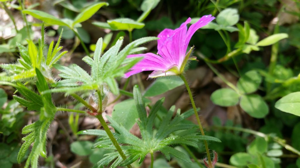 Geranium sanguineum